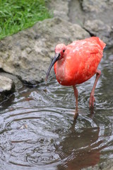 Ibis rouge