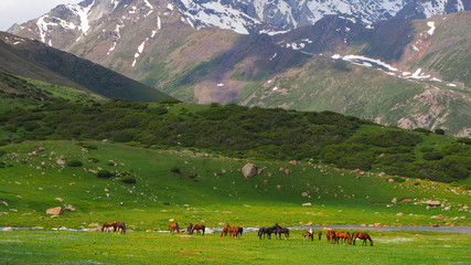 Fototapeta na wymiar Horse herd with foals in mountains