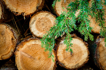 Cut logs stacked, Background.