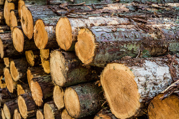 Cut logs stacked, Background.