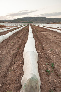 Strawberry fields at sunset in Lorca, Spain