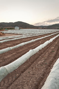 Strawberry fields at sunset in Lorca, Spain