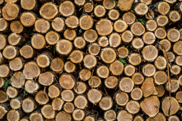 Cut logs stacked, Background.
