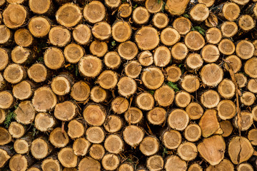 Cut logs stacked, Background.