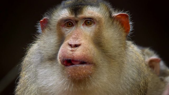 Southern pig-tailed macaque (Macaca nemestrina) grimace