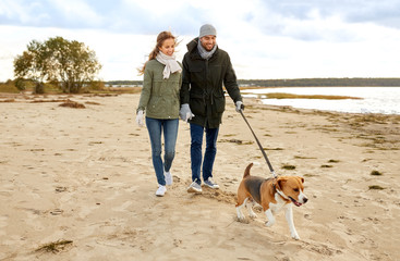 pet, domestic animal and people concept - happy couple walking with beagle dog on leash along autumn beach