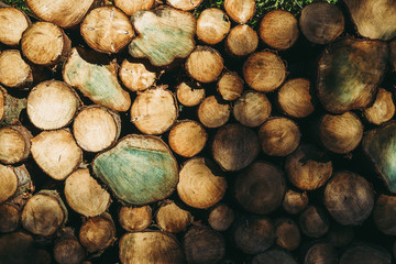 Logs stacked, Background.