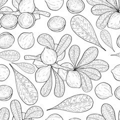 Macadamia. Plant. Fruit, leaves, branch. Background, texture, wallpaper, seamless. Sketch.