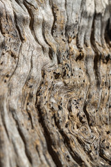 Olive tree trunk, close-up of the wood grain and texture. Mallorca, Spain.
