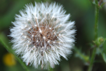 TARAXACUM O DIENTE DE LEÓN, DISPERSIÓN DE LAS SEMILLAS