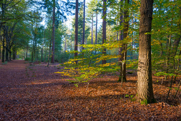 Foliage in a forest in autumn colors in sunlight at fall
