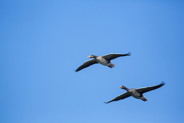 Graylag geese in flight