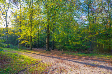 Foliage in a forest in autumn colors in sunlight at fall

