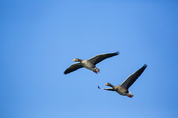 Greylag geese