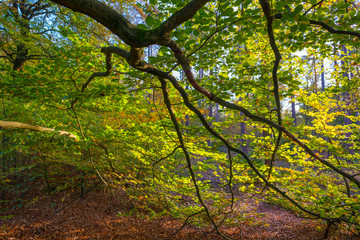 Foliage in a forest in autumn colors in sunlight at fall
