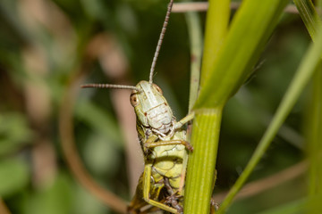 grasshopper on grass
