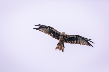 Red kite