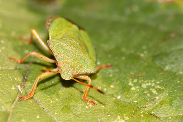beetle on green leaf