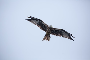 Red kite in flight