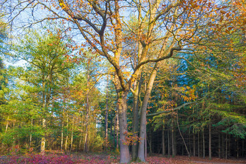 Foliage in a forest in autumn colors in sunlight at fall
