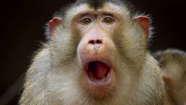 Southern pig-tailed macaque (Macaca nemestrina) grimace