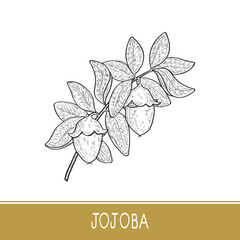 Jojoba. Branch, leaves, fruit. Sketch. On a white background. Monophonic.