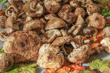 fresh forest mushrooms