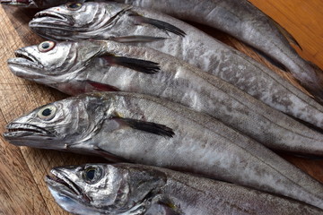 merluzzi o nasello, Pesce pescato nel mare mediterraneo, Palermo. Sicilia