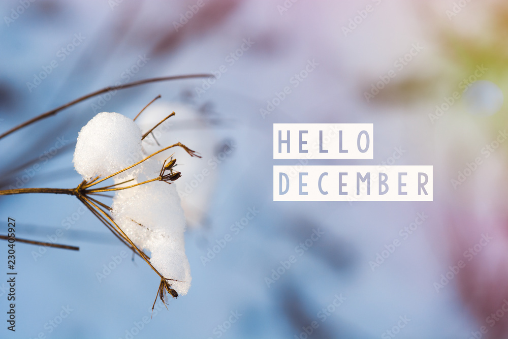 Wall mural hello december (winter) card