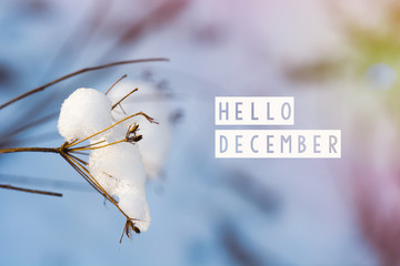 hello december (winter) card  - obrazy, fototapety, plakaty