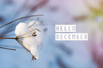 Deurstickers hello december (winter) card  © RomanWhale studio