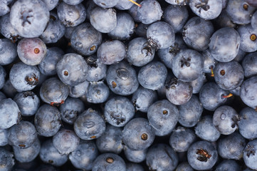 Bilberry texture
