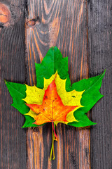 Naklejka na ściany i meble Maple leaves in autumn colors of different pyramids on a wooden background