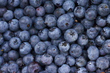 Blue berry texture