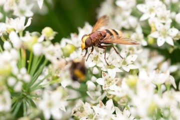 Hornissenschwebfliege (Volucella zonaria), blühender Knoblauch-Schnittlauch, Knolau (Allium...
