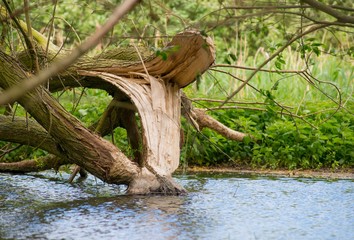 Europäischer Biber, Eurasischer Biber (Castor fiber), Habitat mit gefällter Weide (Salix), Allerpark, Wolfsburg, Niedersachsen, Deutschland, Europa