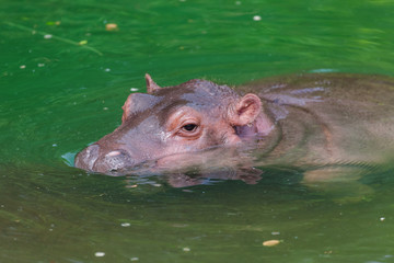 Hippo in water