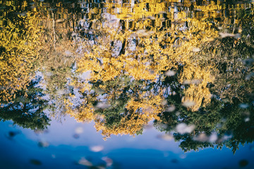 Reflection of the different scenic bright colorful autumn trees. Fall, landscape in the forest....