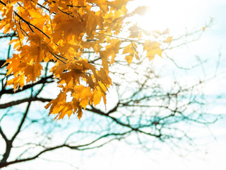 Yellow maple leaves in sunflares, copy space