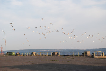 seagulls flying over the pier, sunrise, early morning