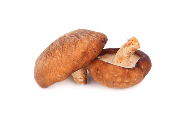 Shiitake mushroom on the White background