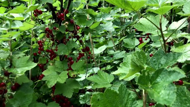 Tracking shot of redcurrant bushes ripe with berries