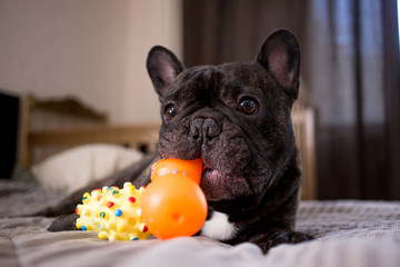 close up brindle French bulldog playing with his toys on the bed