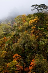 Autumn trees close to Moxizhen in Sichuan, China 