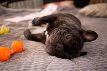 close up brindle French bulldog playing with his toys on the bed