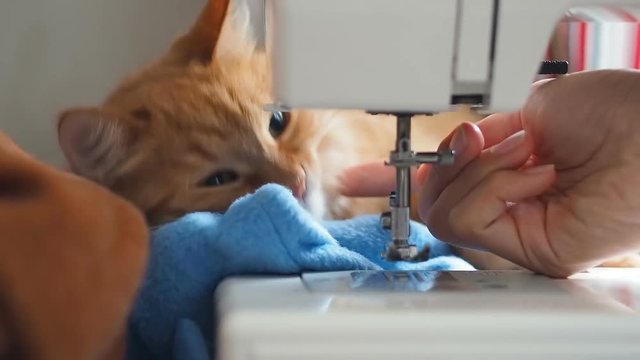 Cute ginger cat is sleeping behind sewing machine. Fluffy pet licking. Cozy home background.