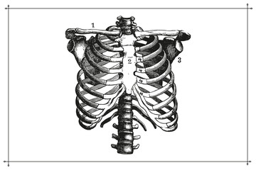Human Skeleton Chest Ribcage Anatomy Black and White Illustration with Boarder