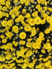 Chrysanthemum-3   Kasımpat-3