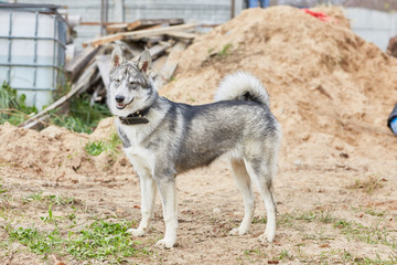 West Siberian Laika puppy 6 mounth