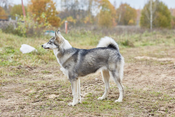 West Siberian Laika puppy 6 mounth